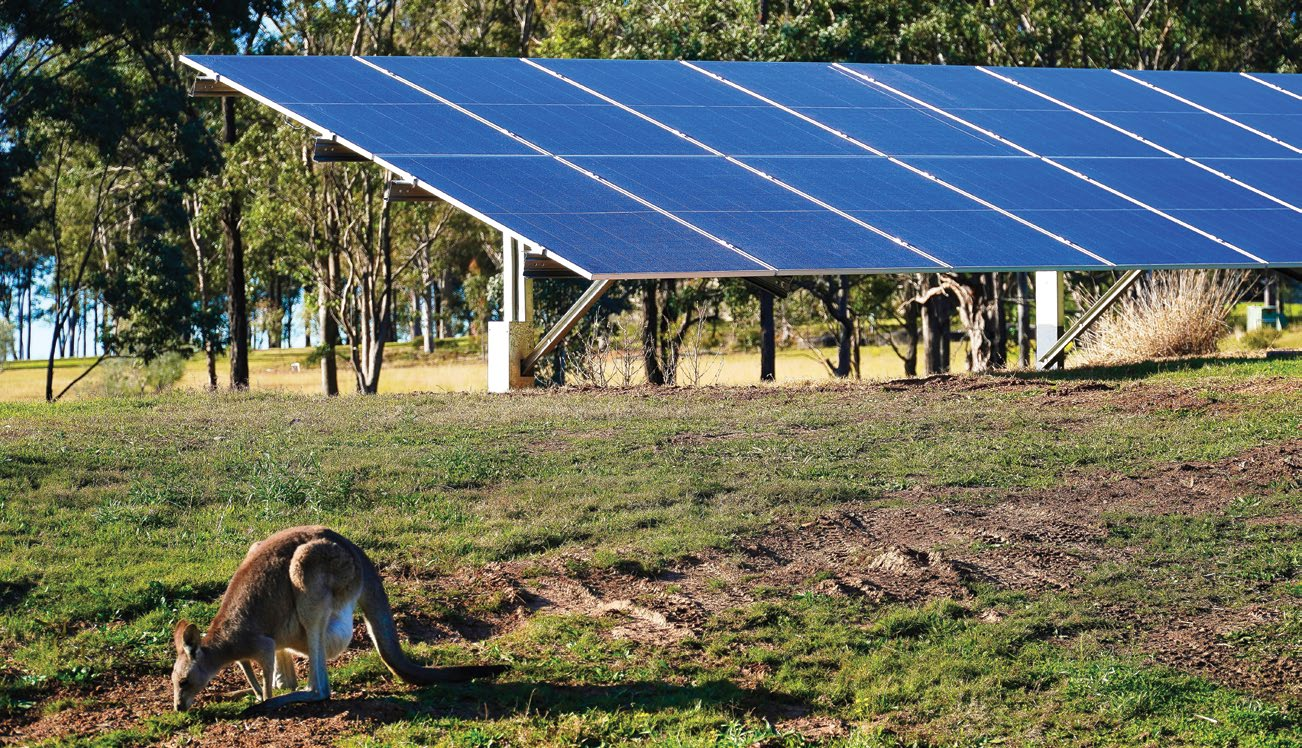 Avustralya'da bir arazi güneş enerjisi santralinin panelleri ve önünde otlayan kanguru